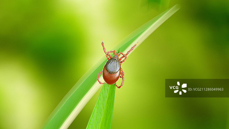 草叶上的蜱虫插画图片素材