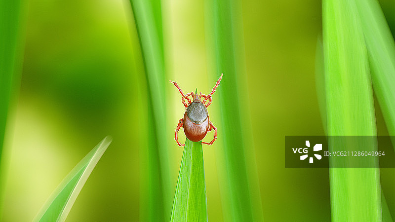 草叶上的蜱虫插画图片素材