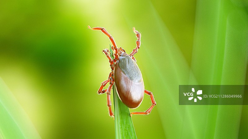 草叶上的蜱虫插画图片素材