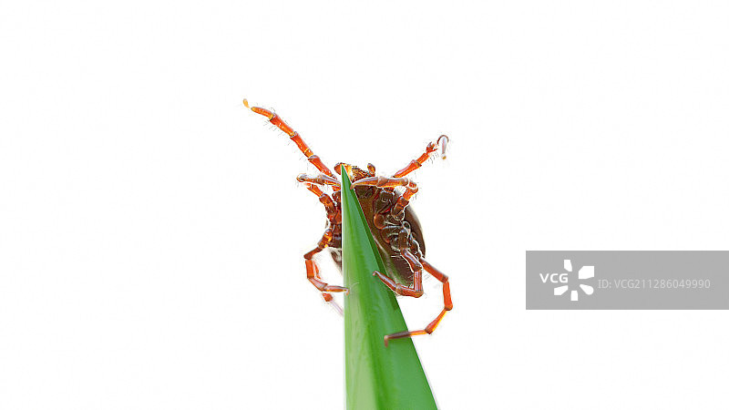 草叶上的蜱虫插画图片素材