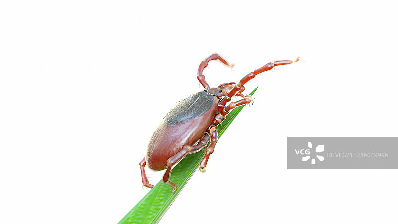 草叶上的蜱虫插画图片素材