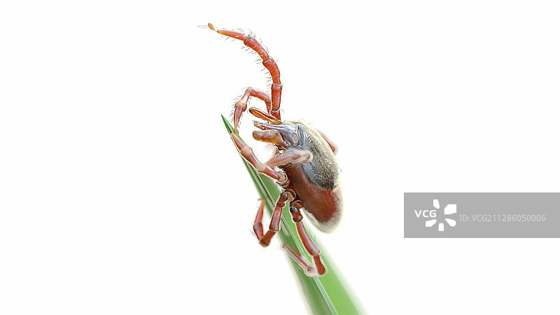 草叶上的蜱虫插画图片素材