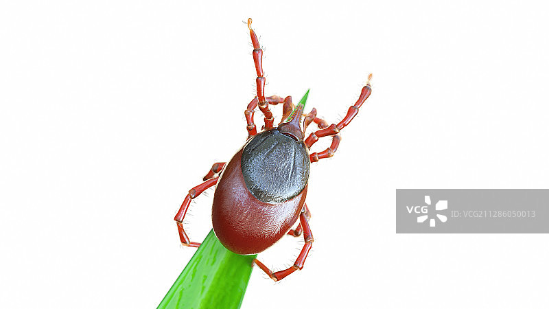 等待猎物的蜱虫插画图片素材