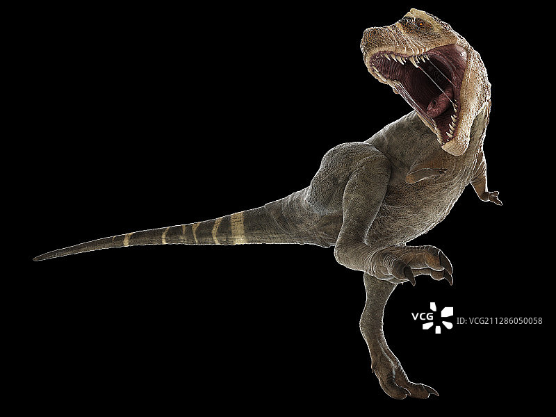 霸王龙插画图片素材