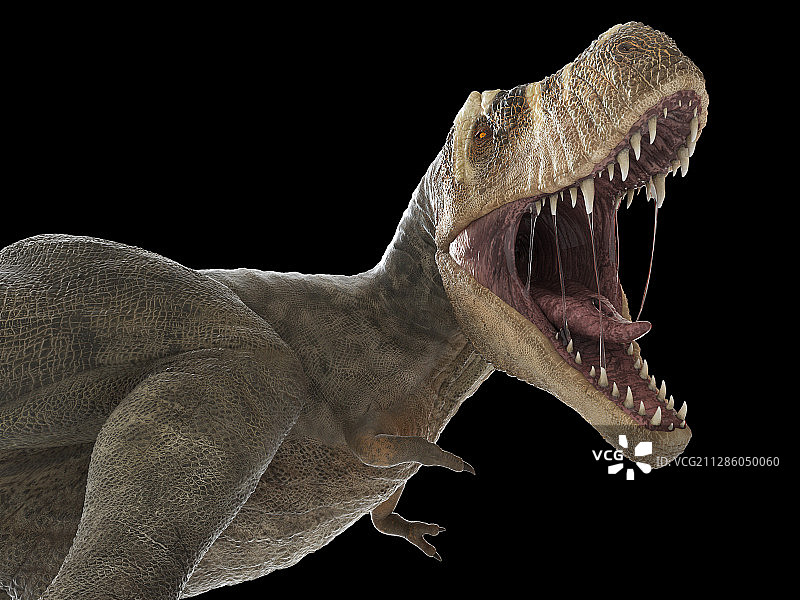 霸王龙插画图片素材