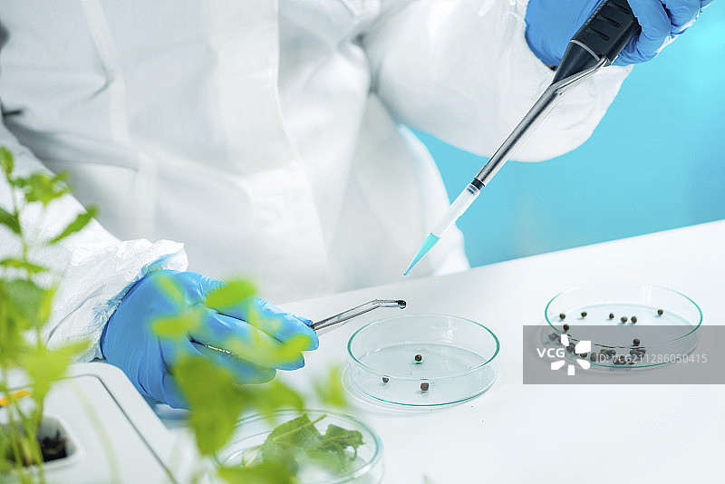 植物学家检查种子图片素材