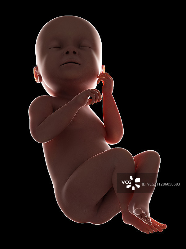 手绘38周大的胎儿图片素材