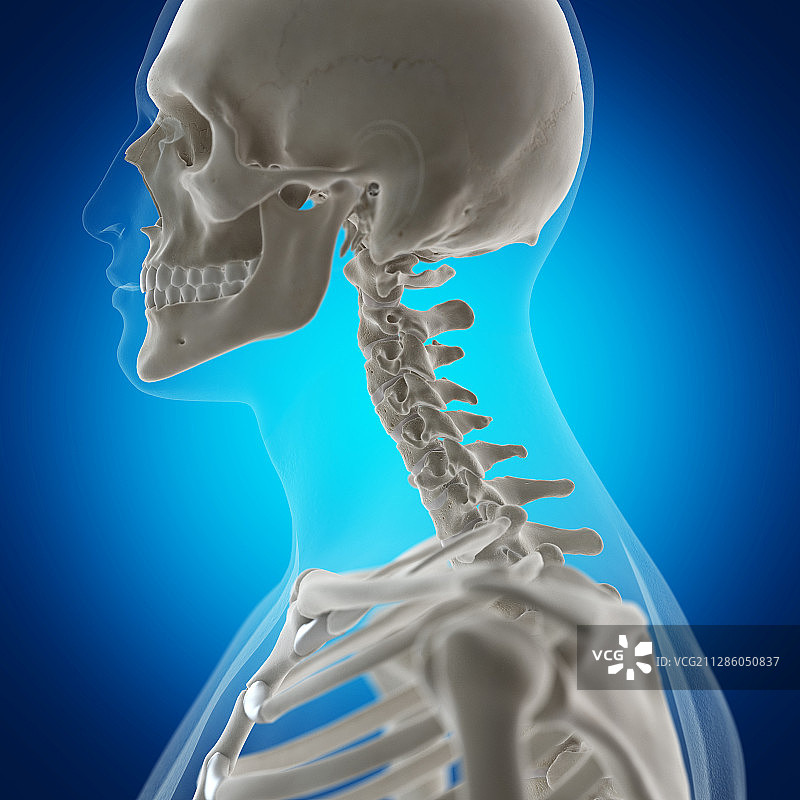 颈椎骨骼插画图片素材