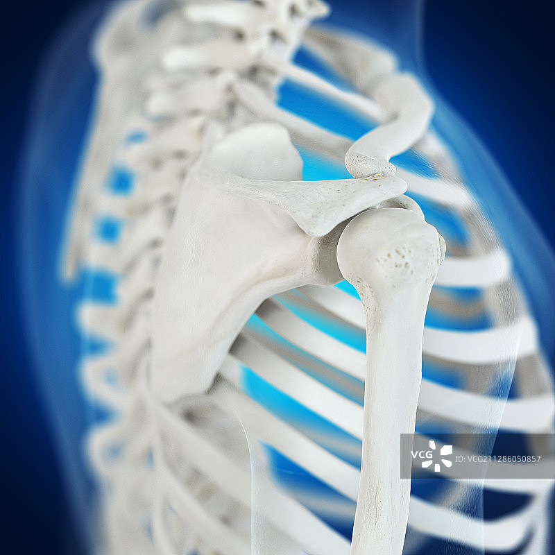 肩胛骨插画图片素材