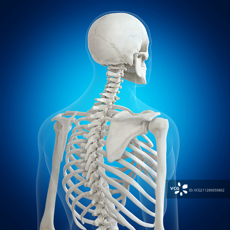 脊椎骨骼插画图片素材