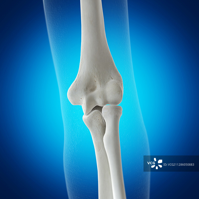 肘部骨骼插画图片素材