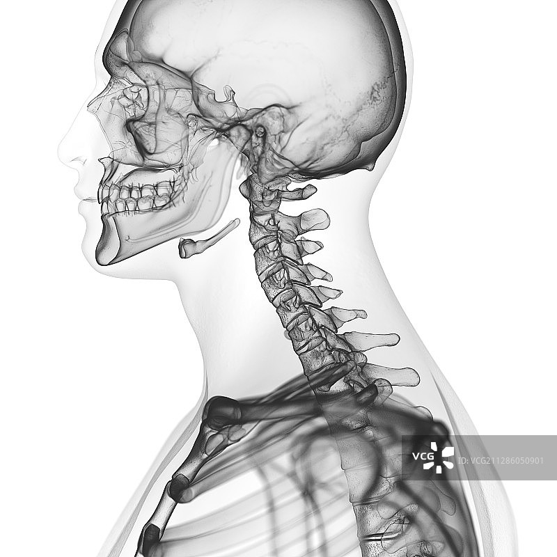颈椎插画图片素材