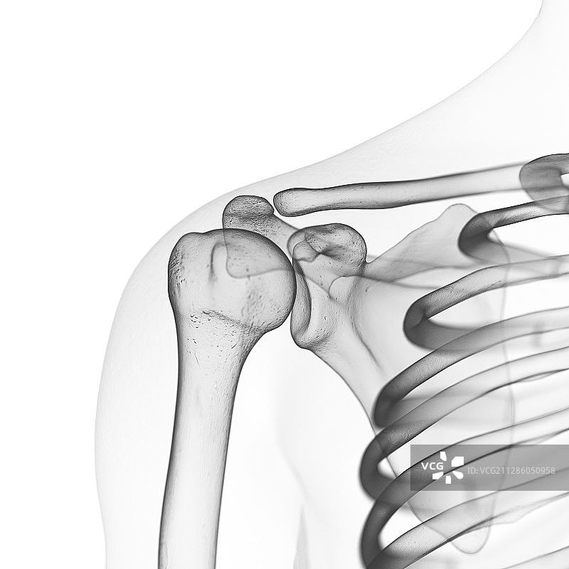 肩胛骨插画图片素材