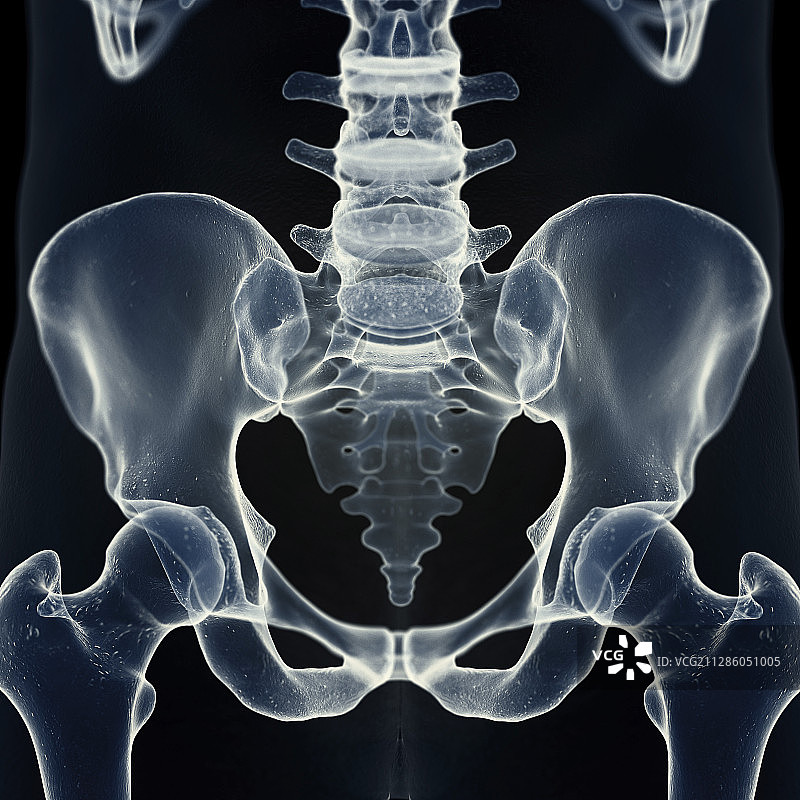 骶骨插画图片素材