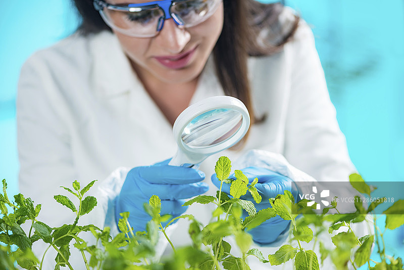 植物学家检查植物样本图片素材