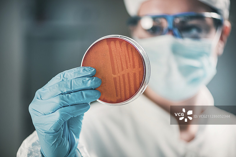 微生物学家检查细菌生长情况图片素材