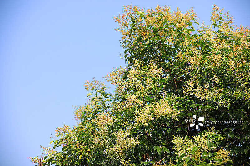 夏季香樟树开花了图片素材