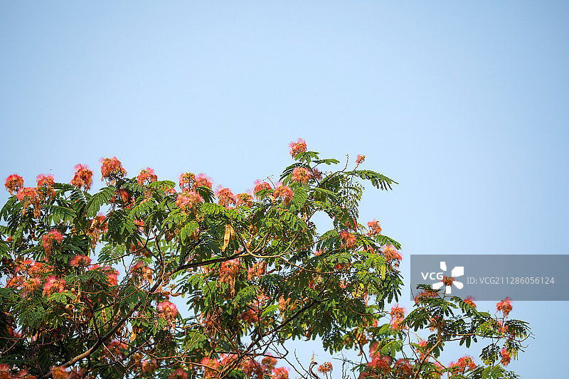 夏季盛开的合欢（绒树花）图片素材