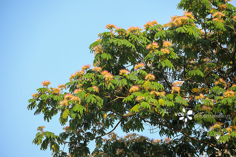 夏季盛开的合欢（绒树花）图片素材