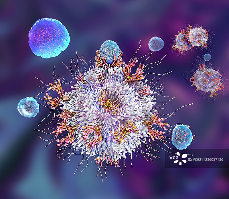 T细胞结合抗原插图图片素材