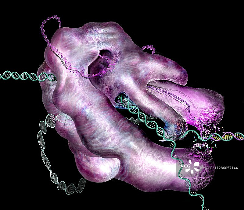 CRISPR-Cas9基因编辑复合体插图图片素材