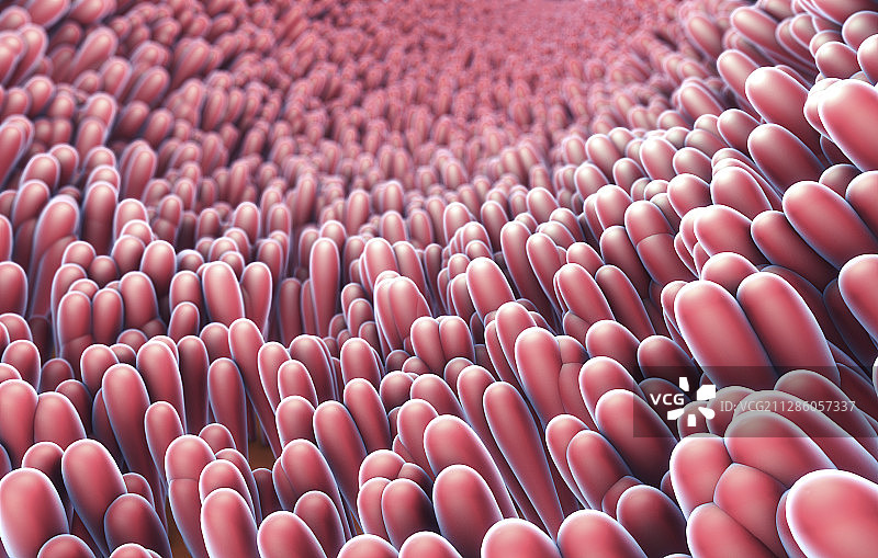 肠道内壁，插图图片素材