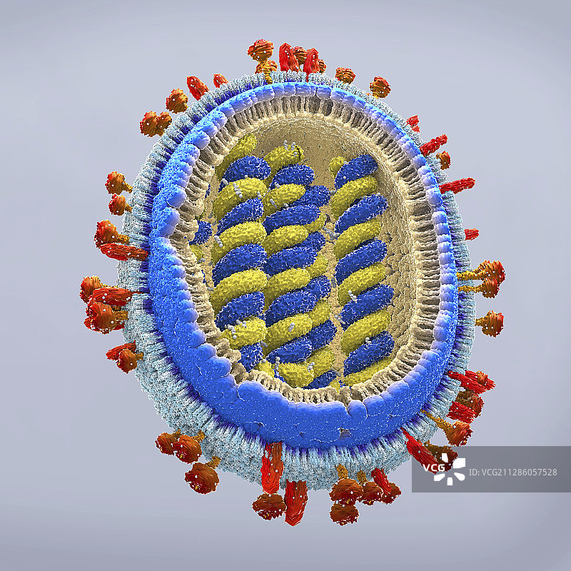 流感病毒插画图片素材