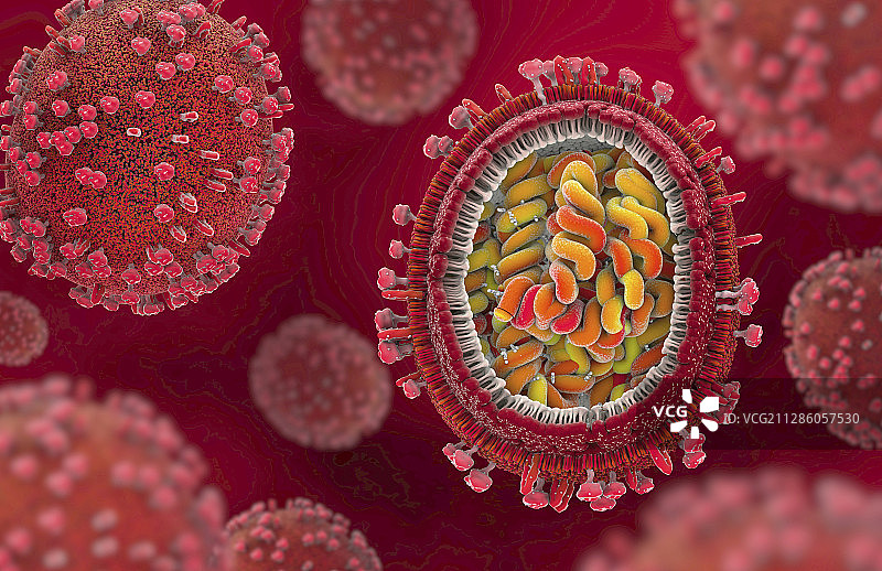 流感病毒插画图片素材