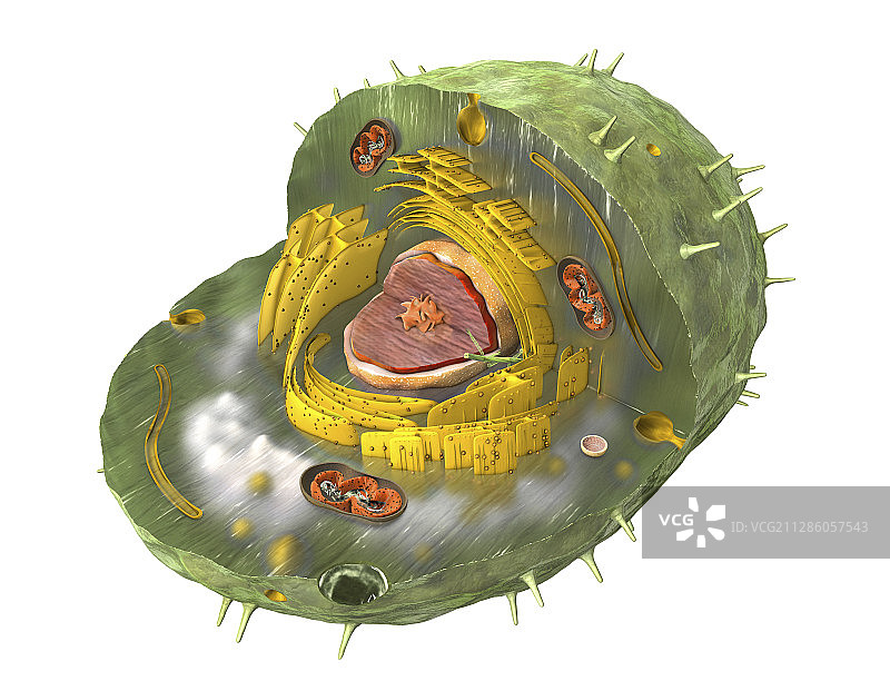 动物细胞图示图片素材