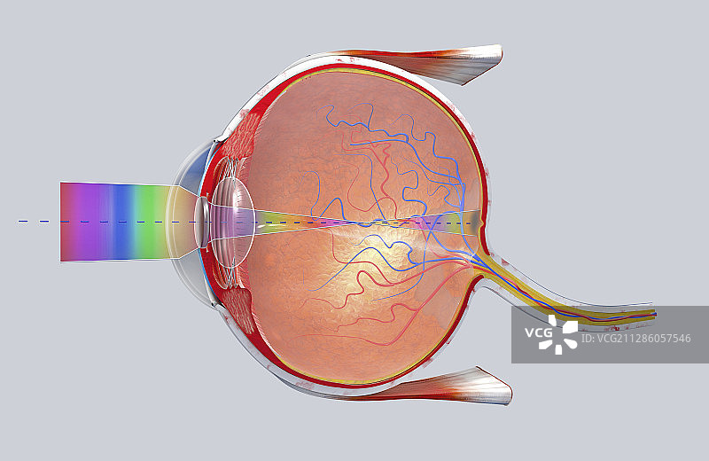人眼插画图片素材