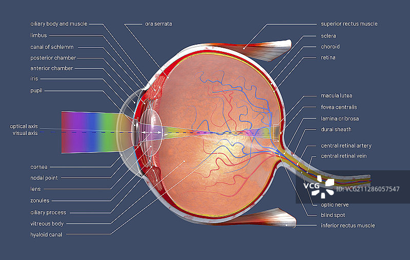 人眼插画图片素材