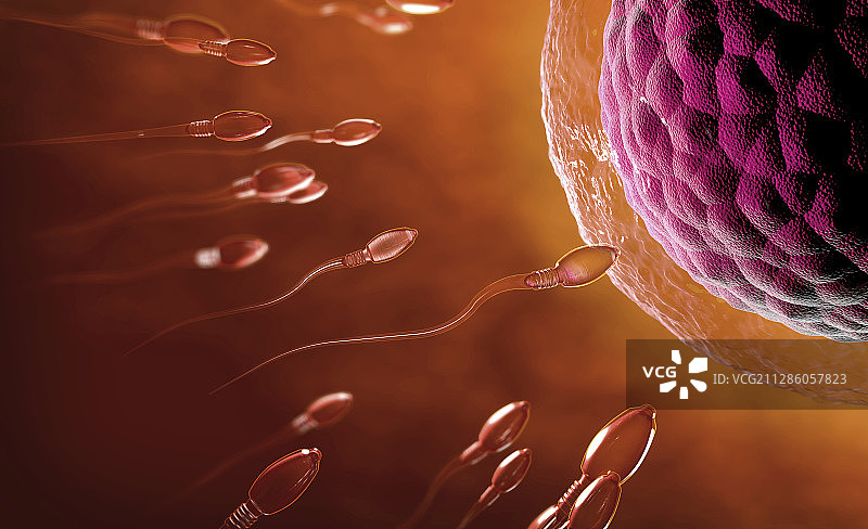 受精作用插图图片素材