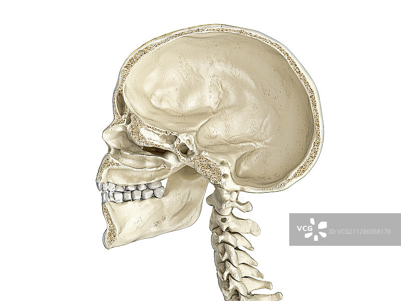 人类头骨横截面图图片素材