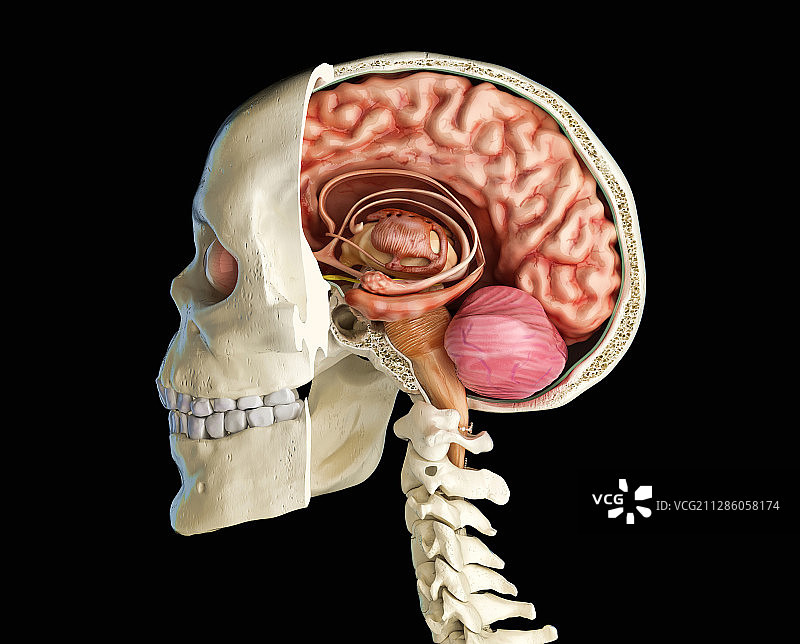 人脑头骨横截面图图片素材