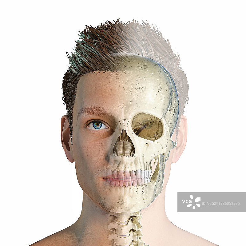 骷髅男人头插画图片素材