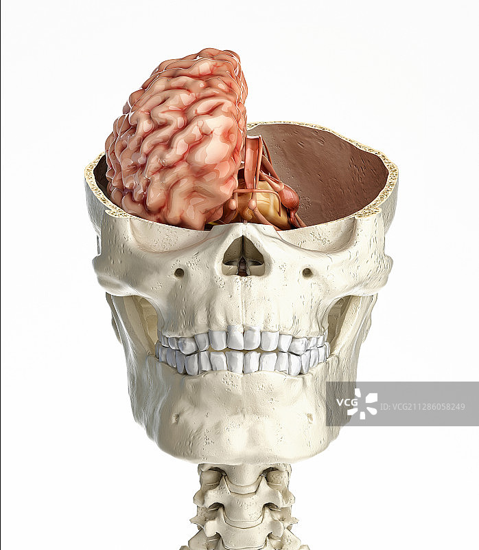 人脑头骨横截面图图片素材