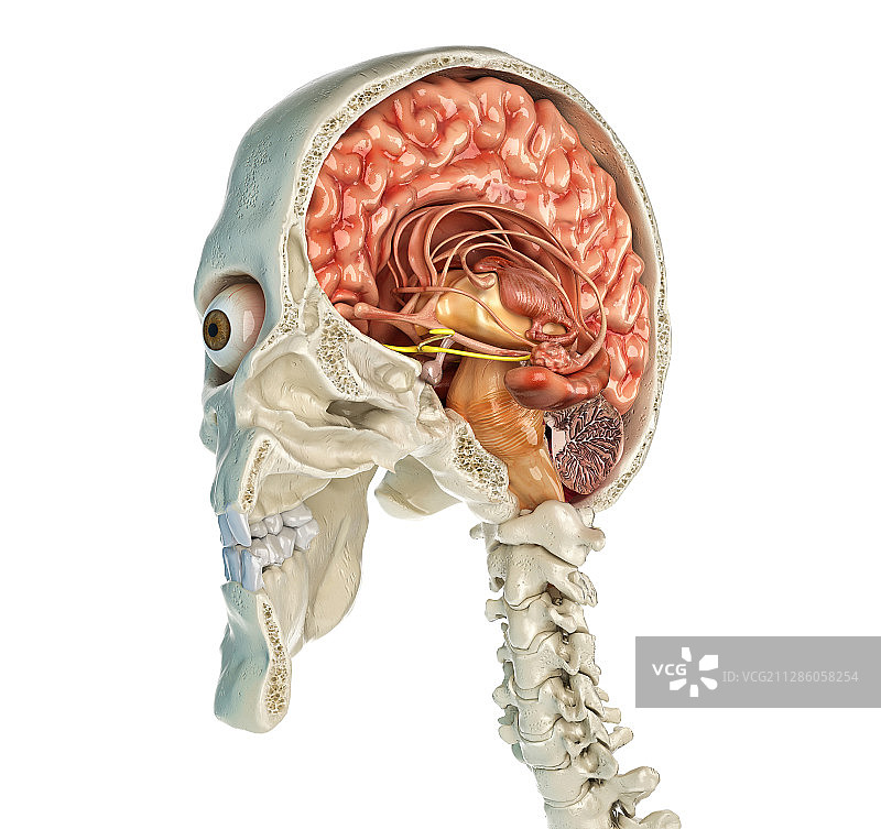 人脑头骨横截面图图片素材