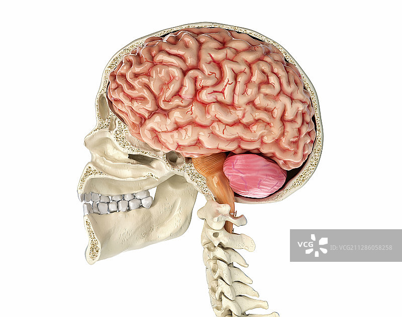 人脑头骨横截面图图片素材