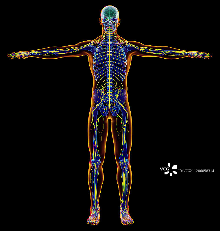 男性神经系统，说明图片素材