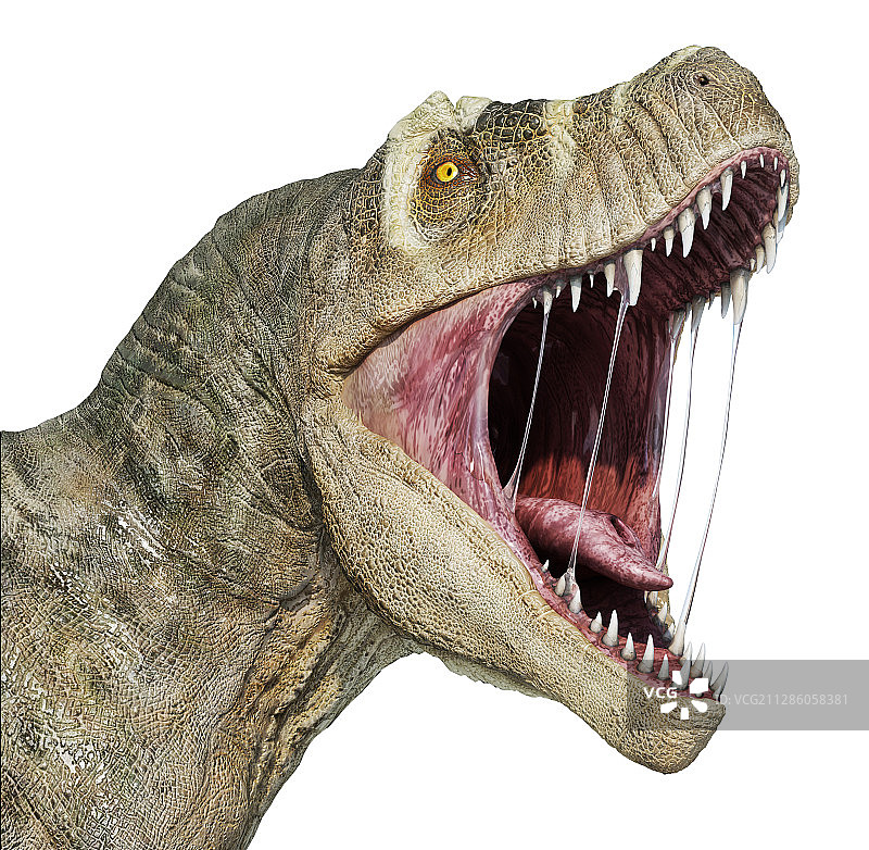 霸王龙头部插图图片素材