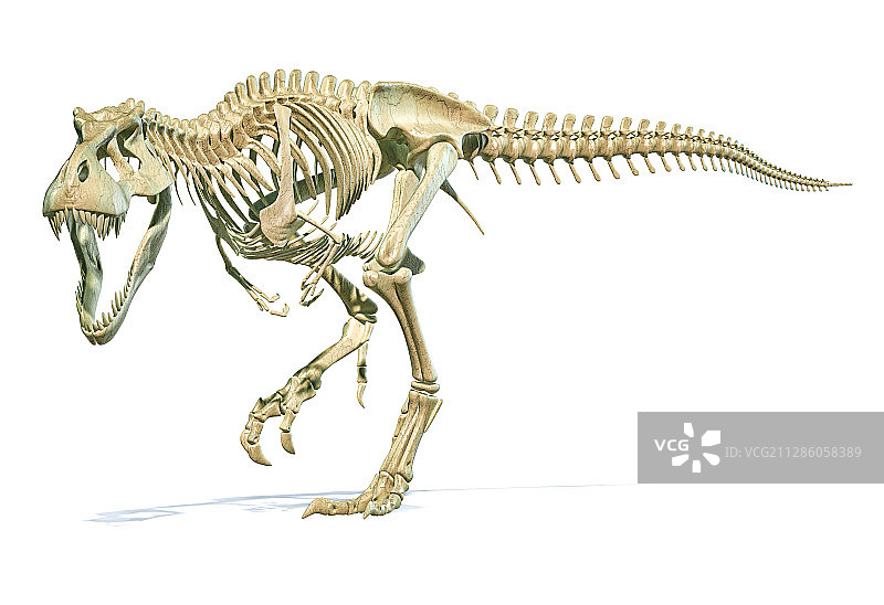 霸王龙插画图片素材