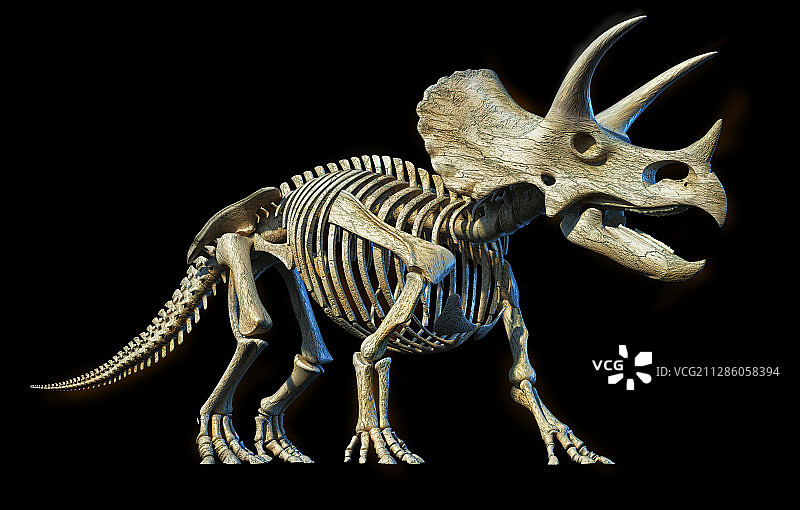 三角龙恐龙骨骼插画图片素材