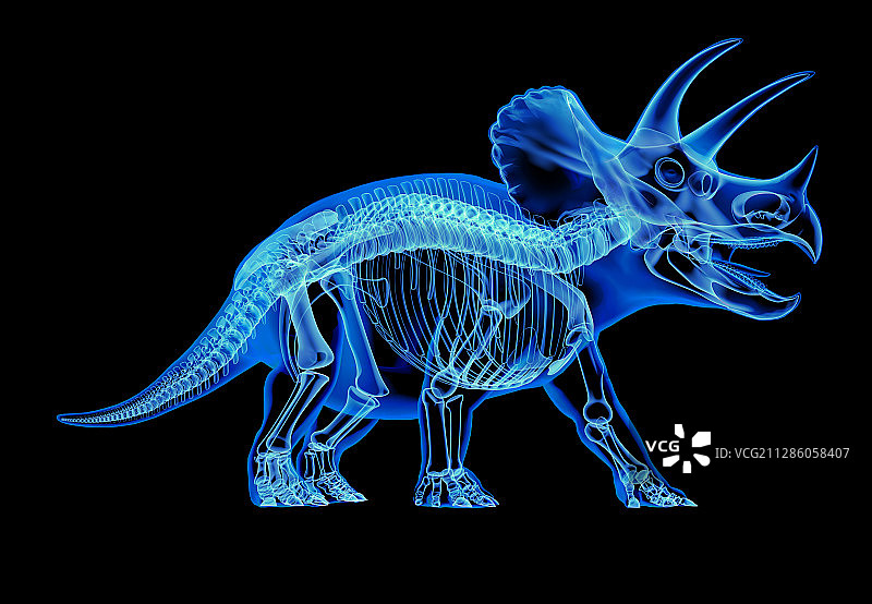 三角龙恐龙骨骼插画图片素材