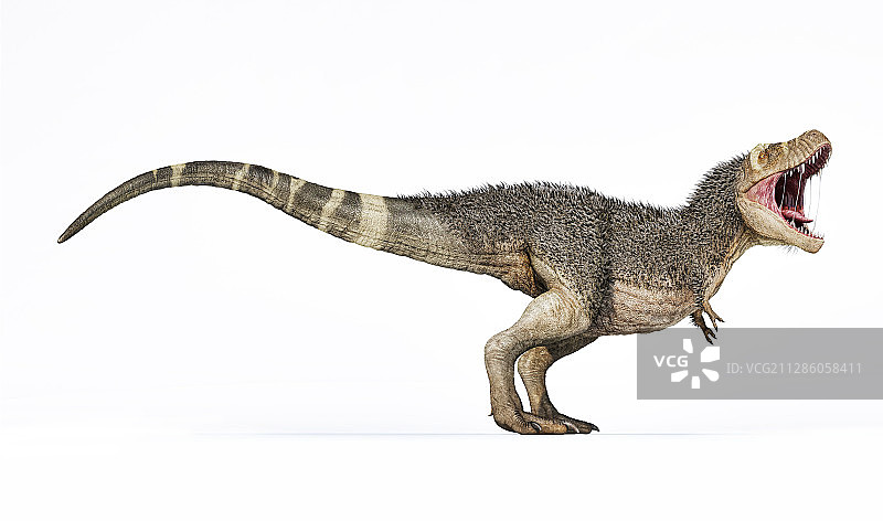 带羽毛的霸王龙插画图片素材