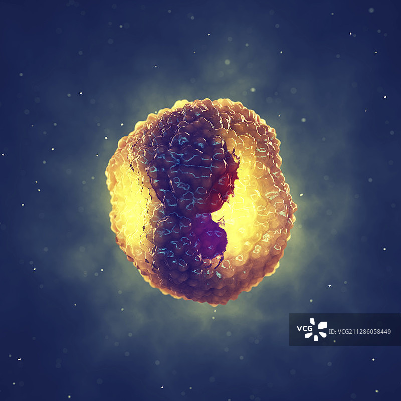 衣原体感染细胞插图图片素材