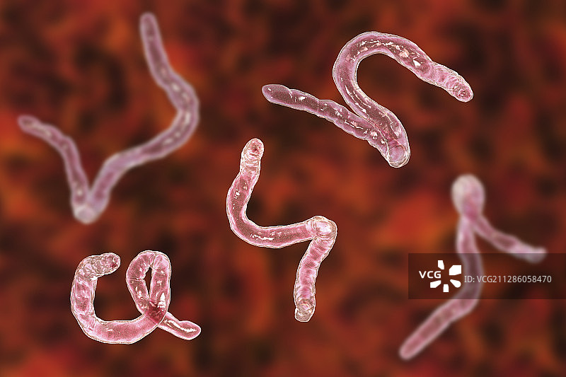 十二指肠钩虫插图图片素材