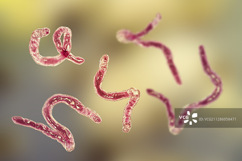 十二指肠钩虫插图图片素材
