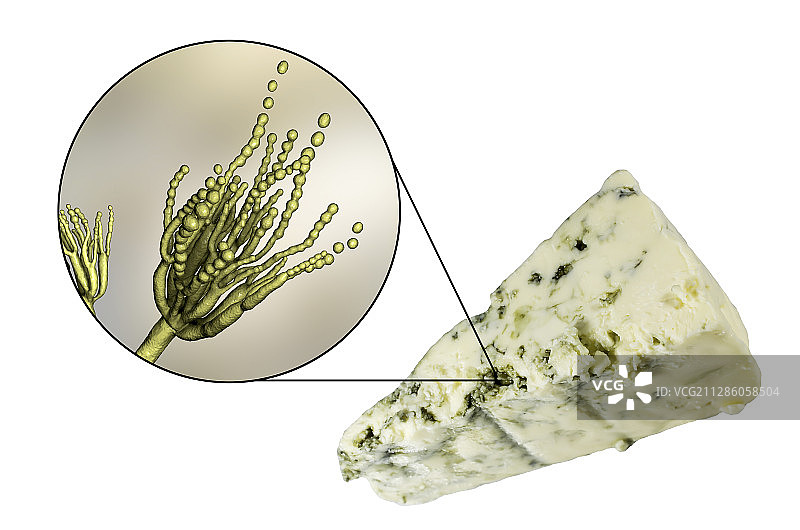 青霉菌和罗克福奶酪合成图图片素材
