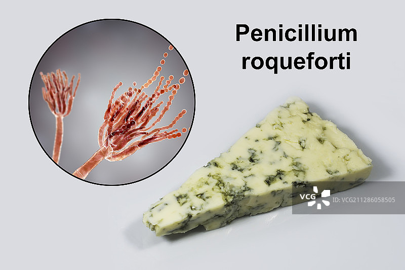 青霉菌和罗克福奶酪合成图图片素材