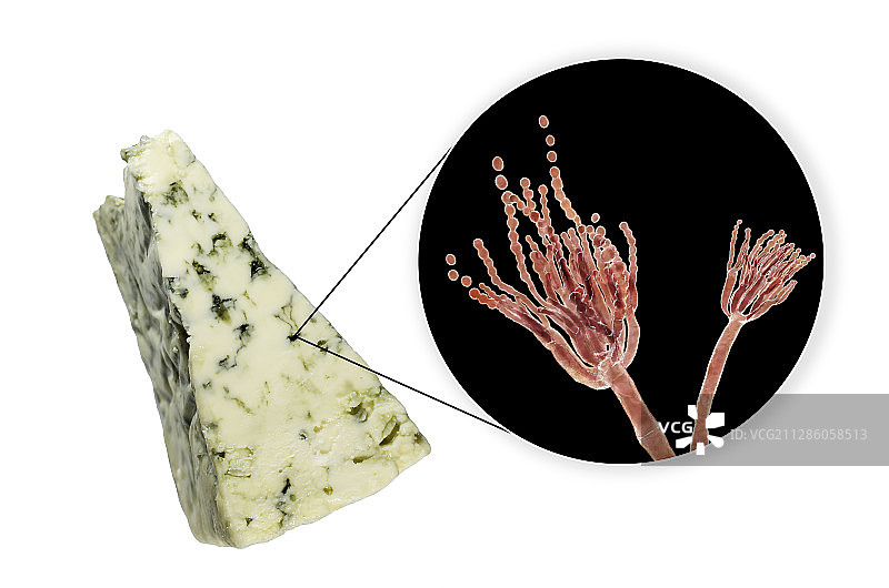 青霉菌和罗克福奶酪合成图图片素材